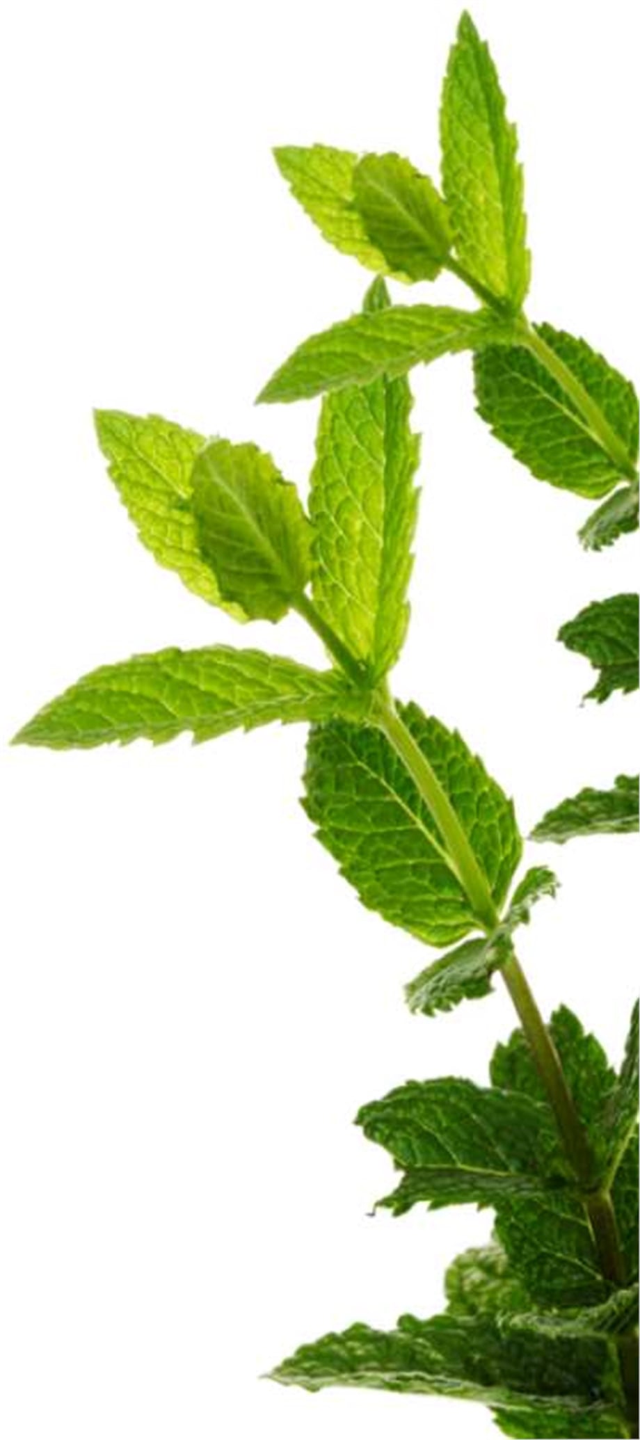 NANE YAĞI (MENTHA SPICATA)