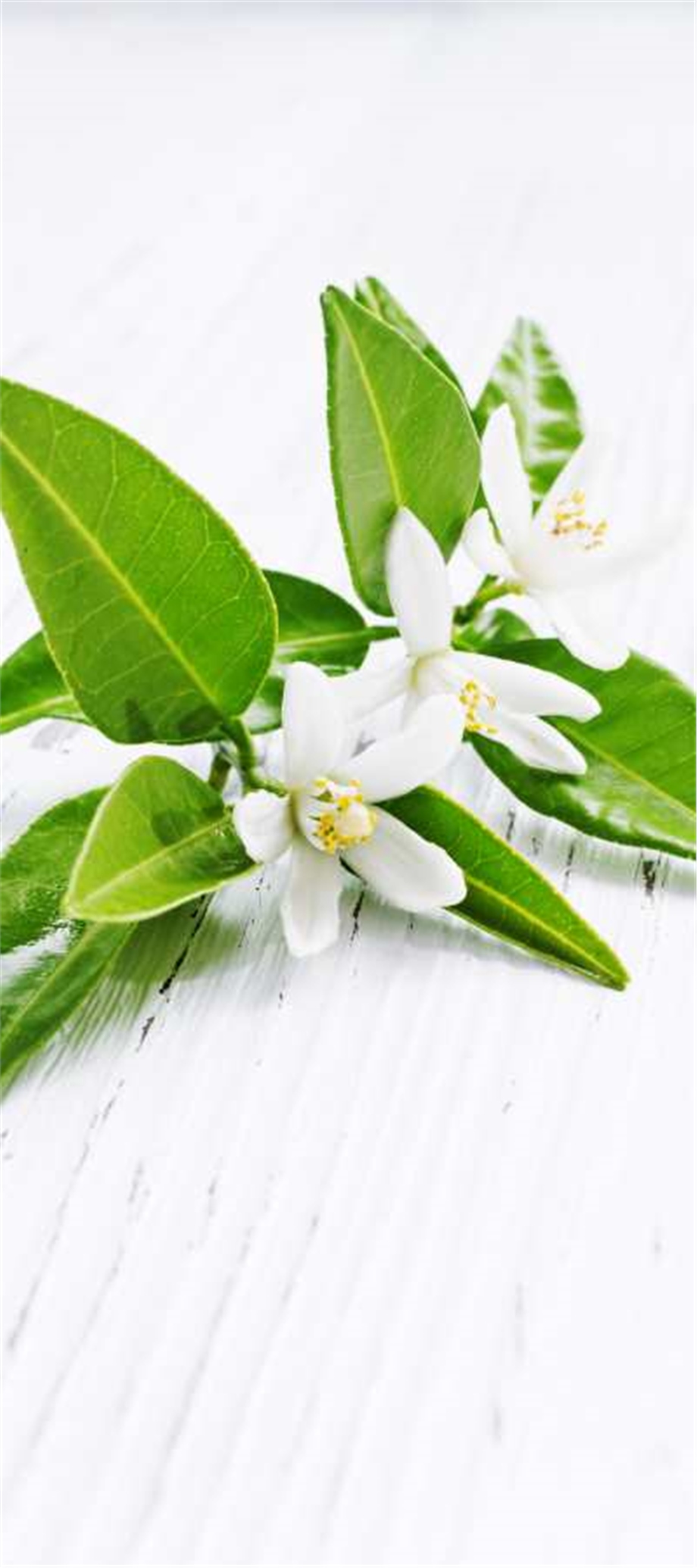 NEROLİ YAĞI (TURUNÇ ÇİÇEĞİ)