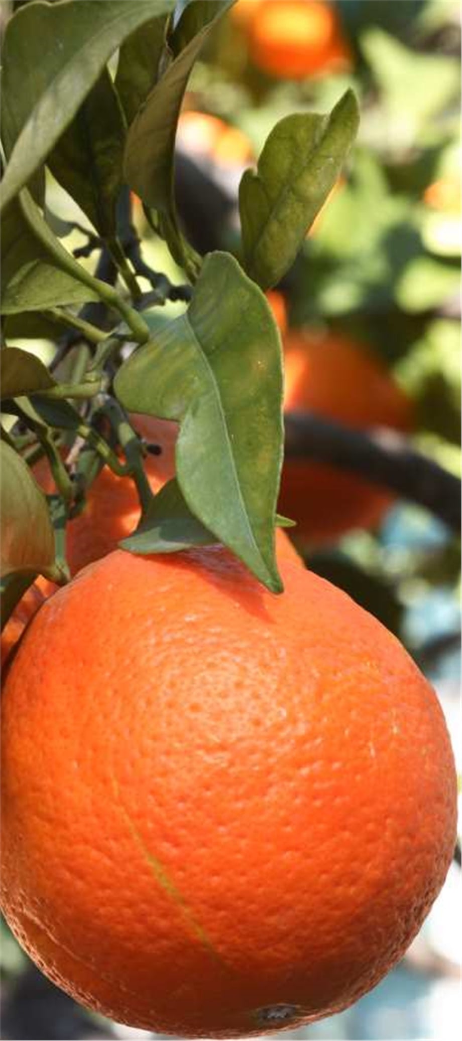 TATLI PORTAKAL YAĞI