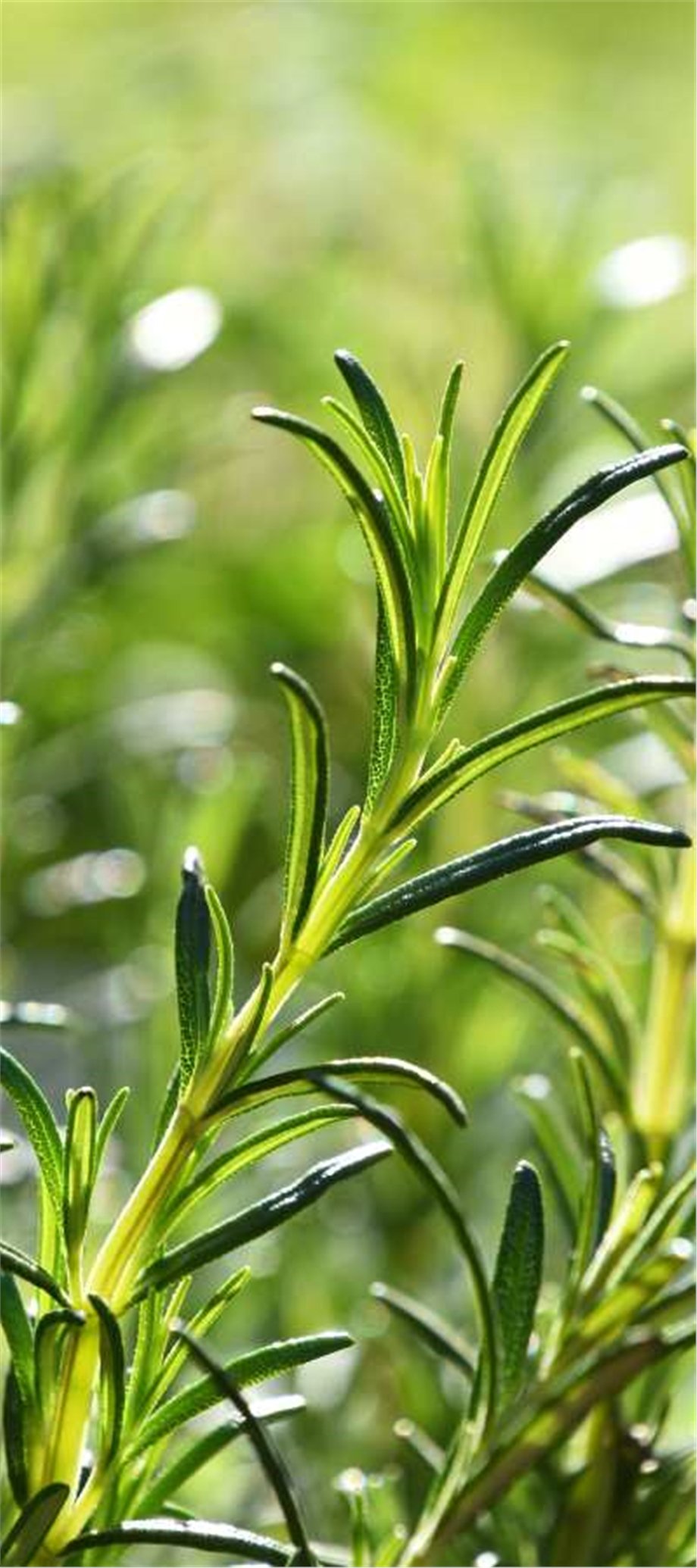 ROSEMARY OIL