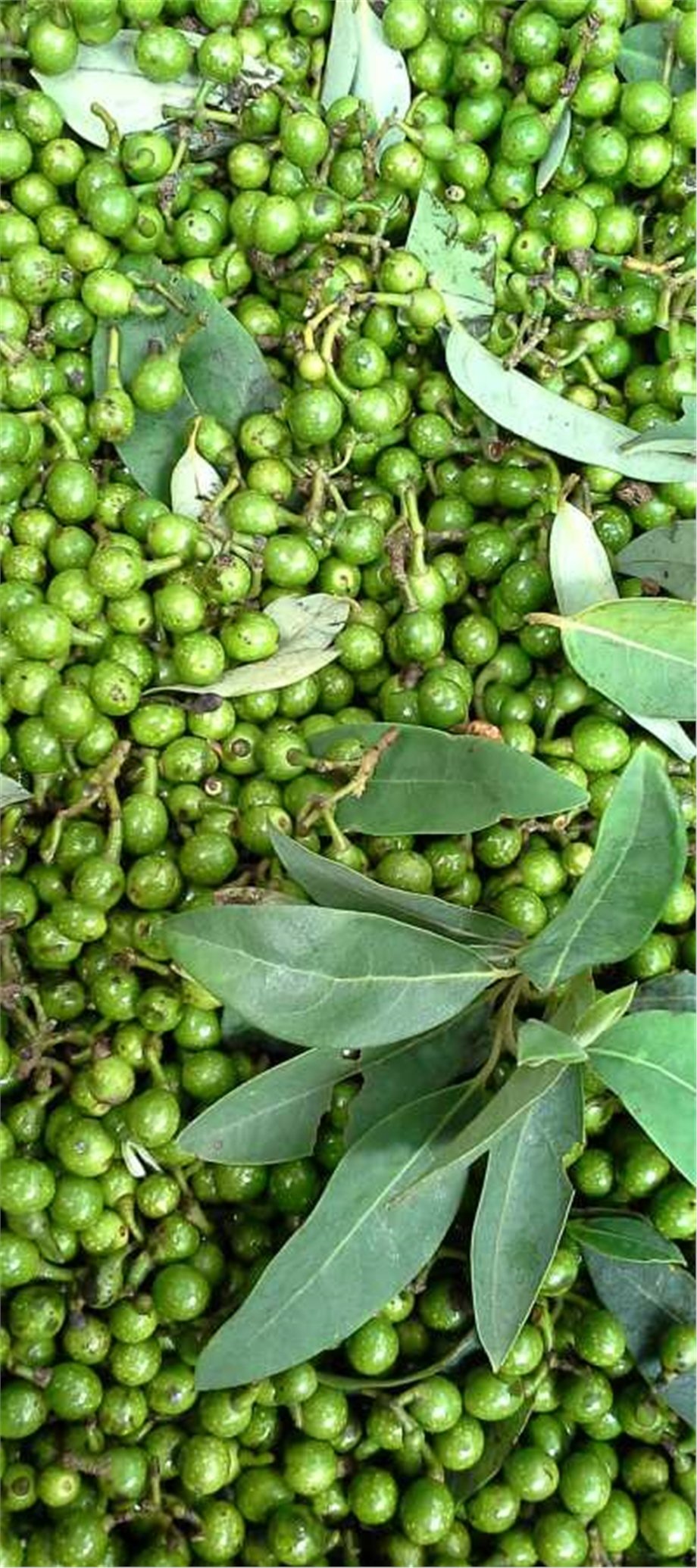 LITSEA CUBEBA OIL