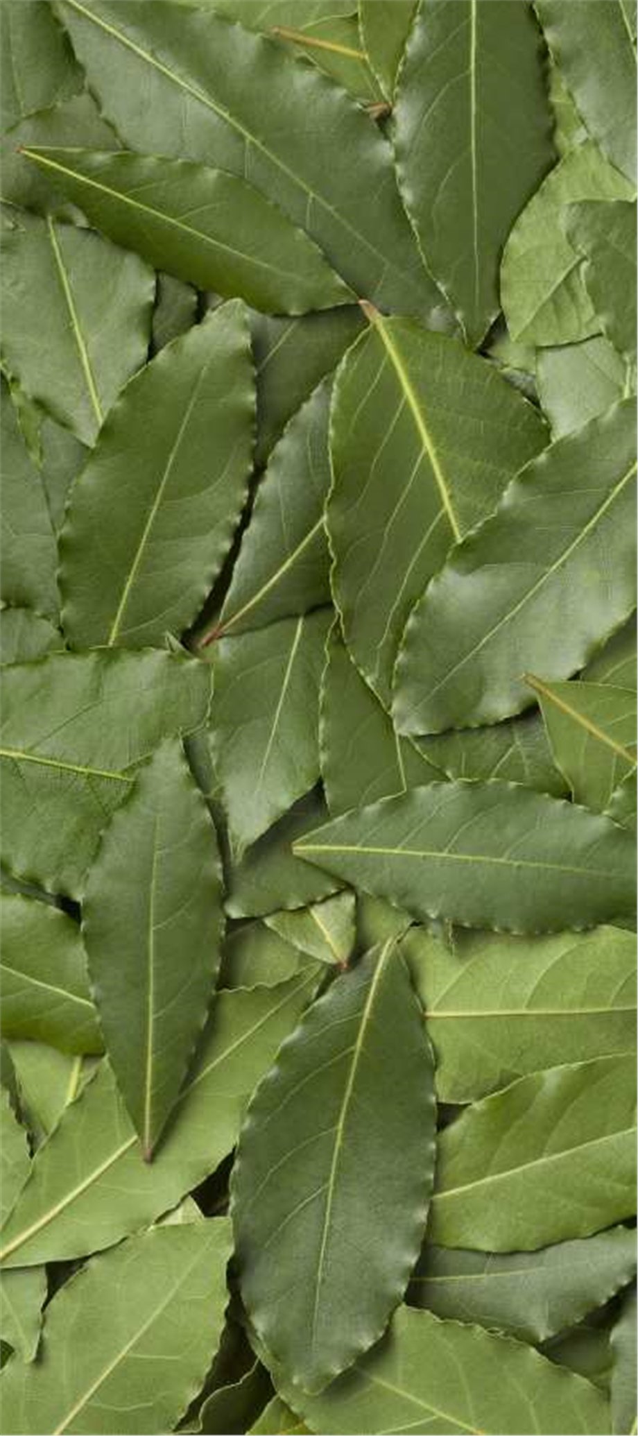 LAUREL OIL, LEAVES