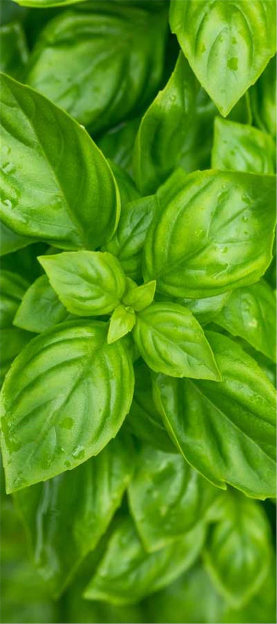 BASIL OIL, ESTRAGOLE TYPE