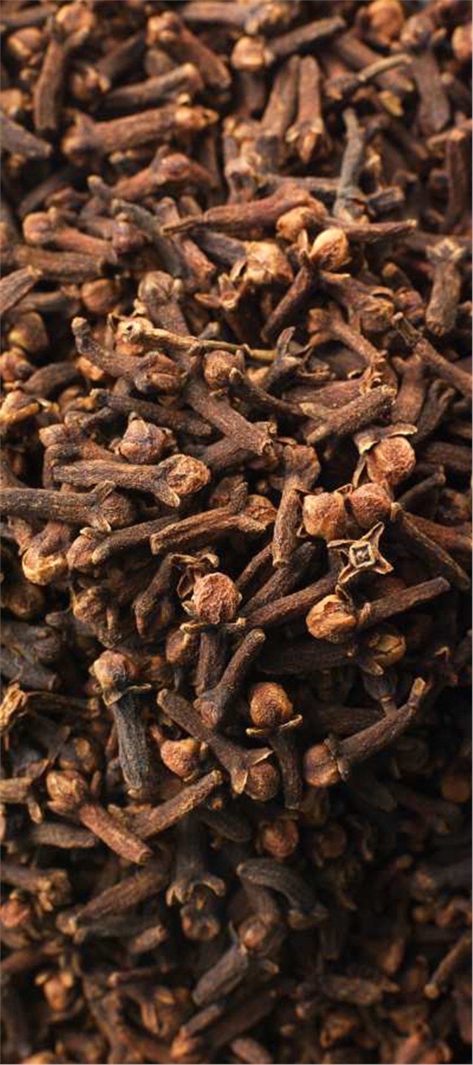 CLOVE OIL, BUDS