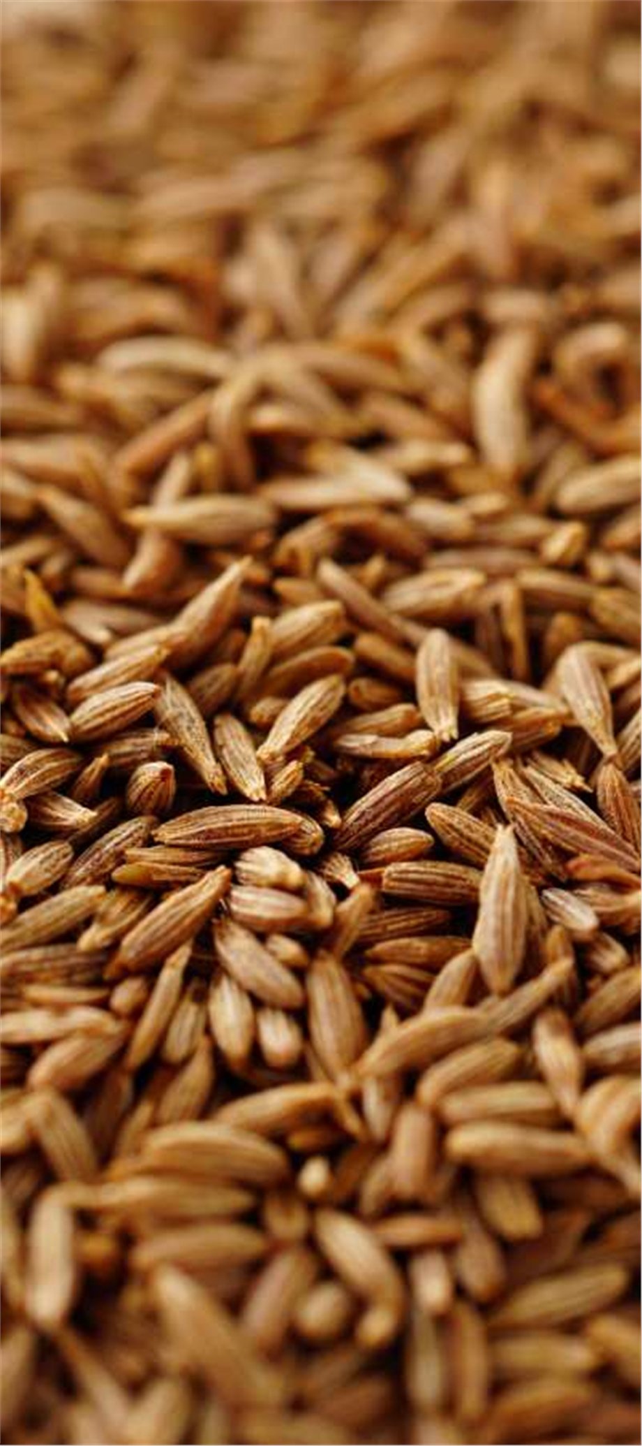 CUMIN OIL, SEEDS