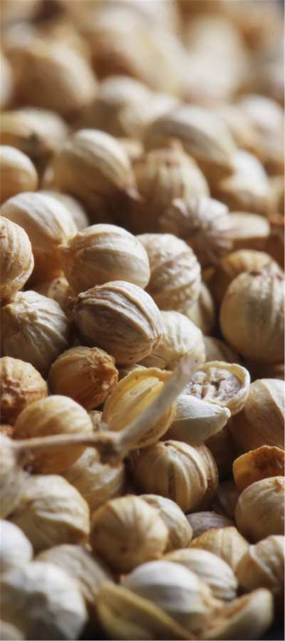 CORIANDER OIL, SEEDS