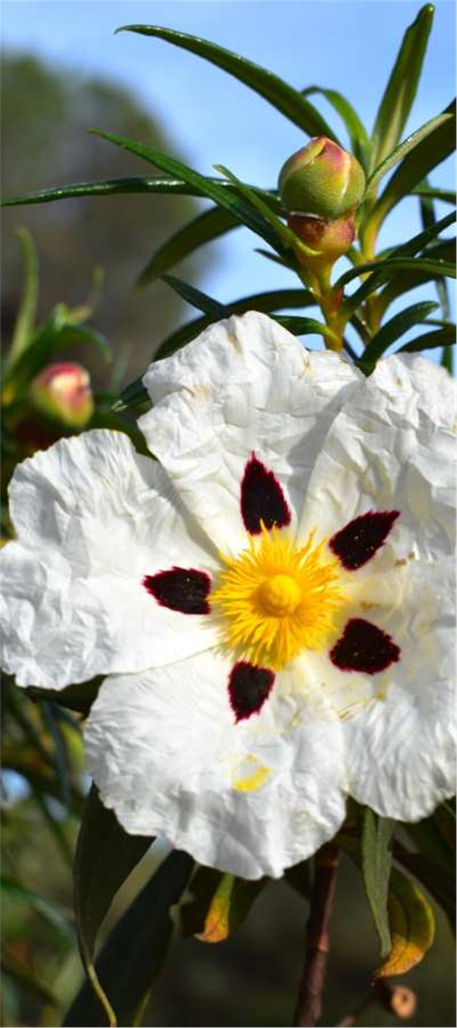 CISTUS OIL