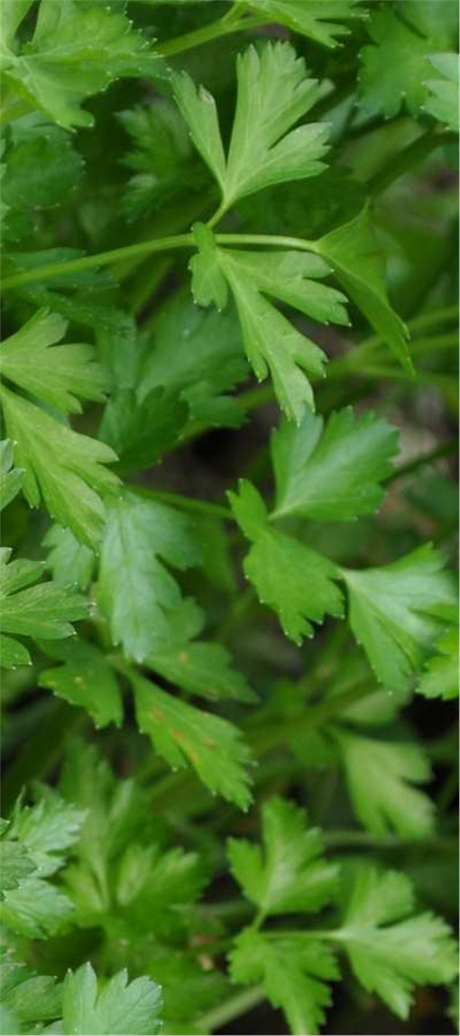 PARSLEY OIL, LEAVES