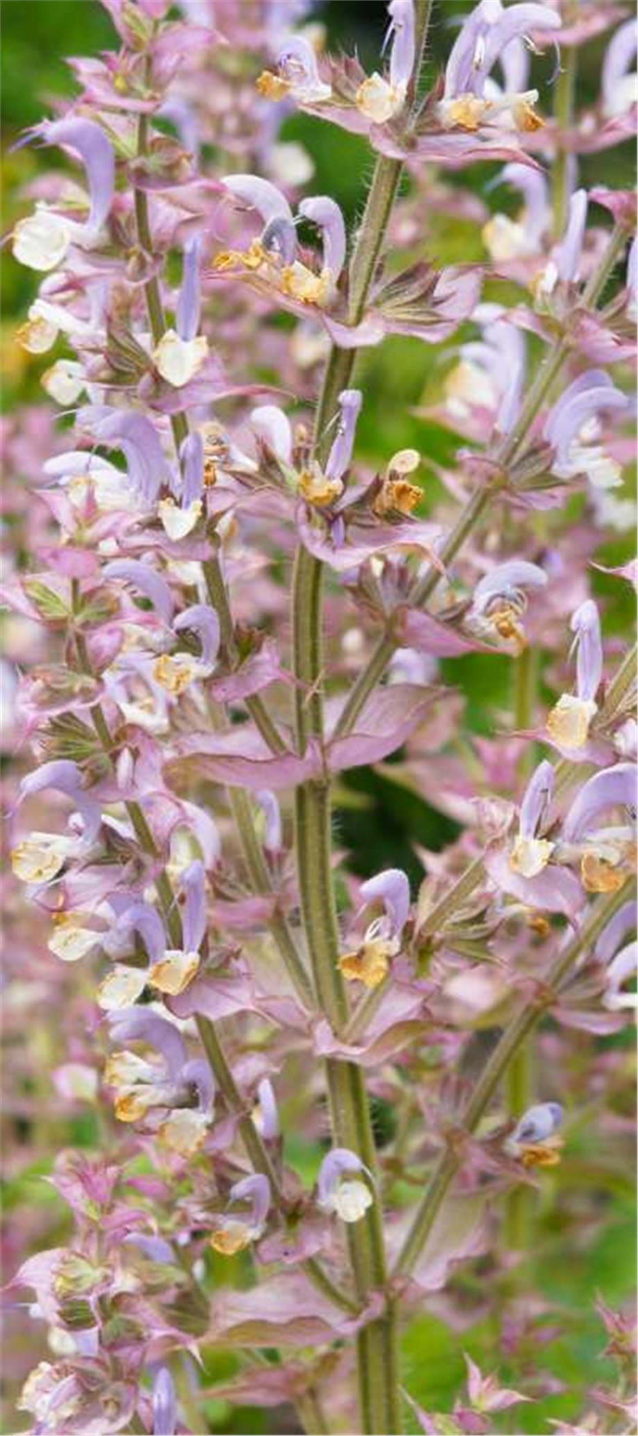 CLARY SAGE OIL