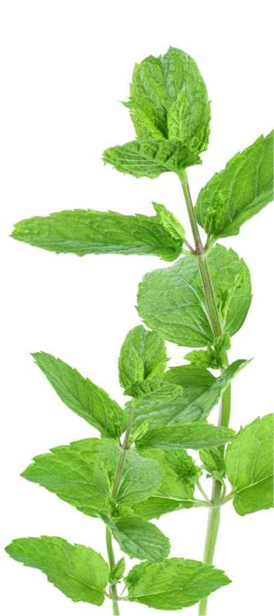 PEPPERMINT OIL