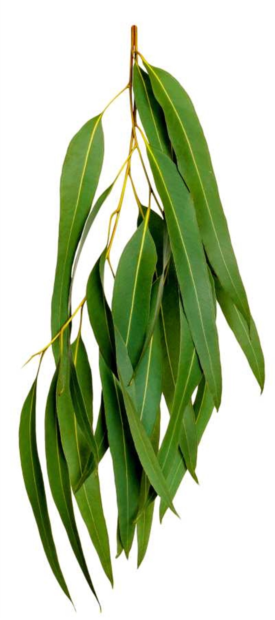 EUCALYPTUS GLOBULUSE OIL