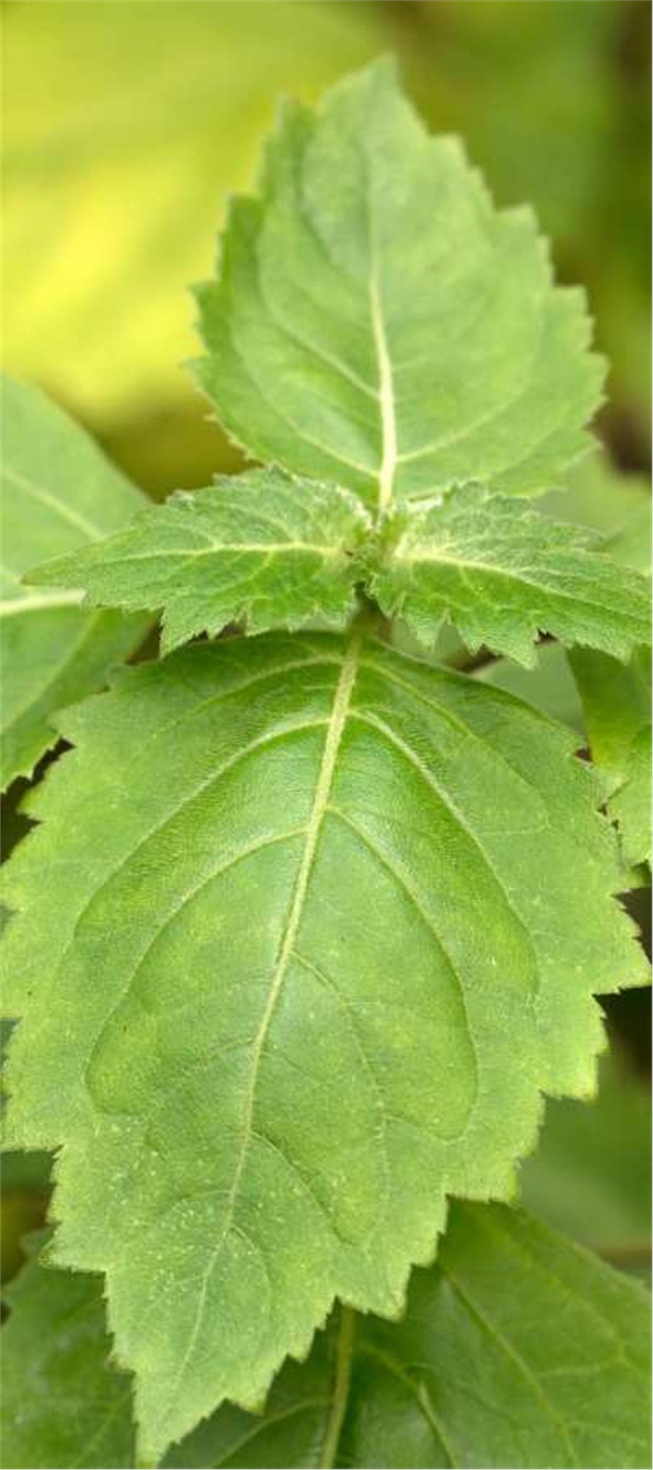 PATCHOULI OIL, IRON FREE