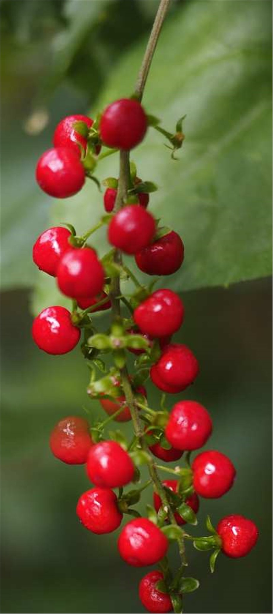 PINK PEPPER, CO2 EXTRACT