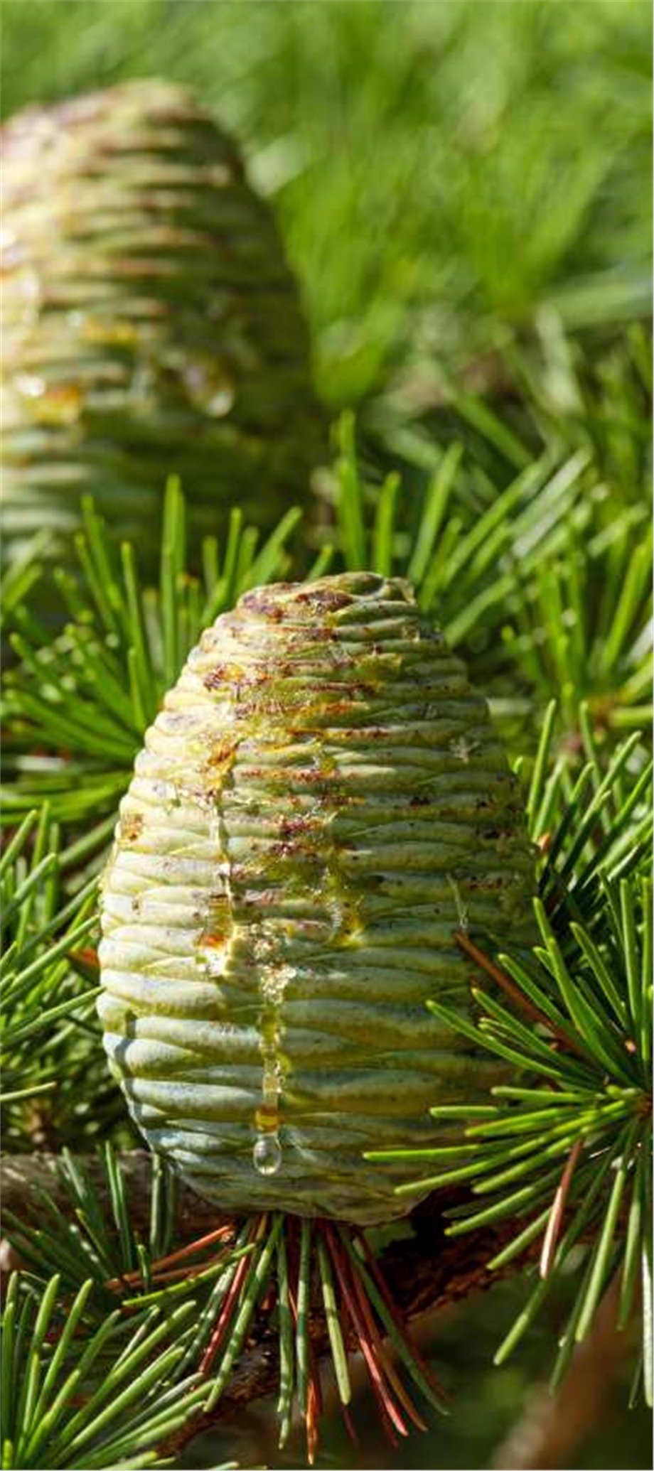 CEDARWOOD OIL, ATLAS