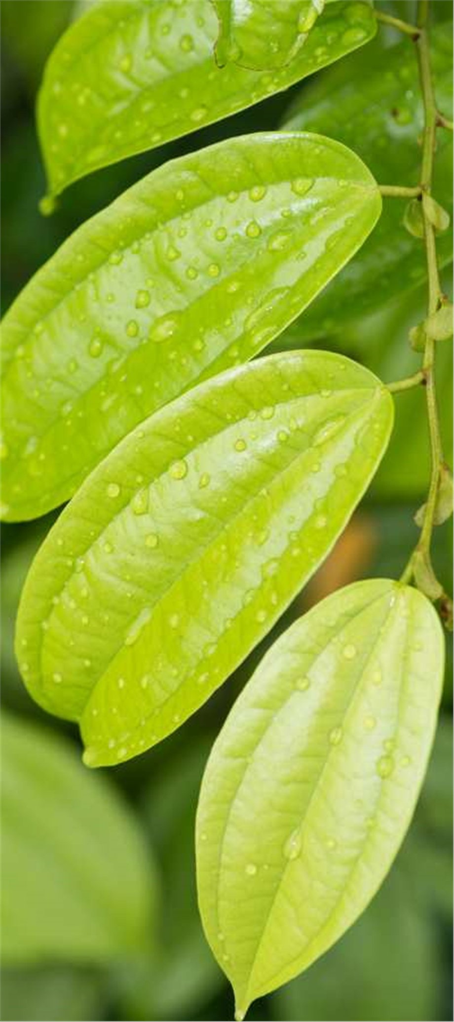 CINNAMON OIL, LEAVES