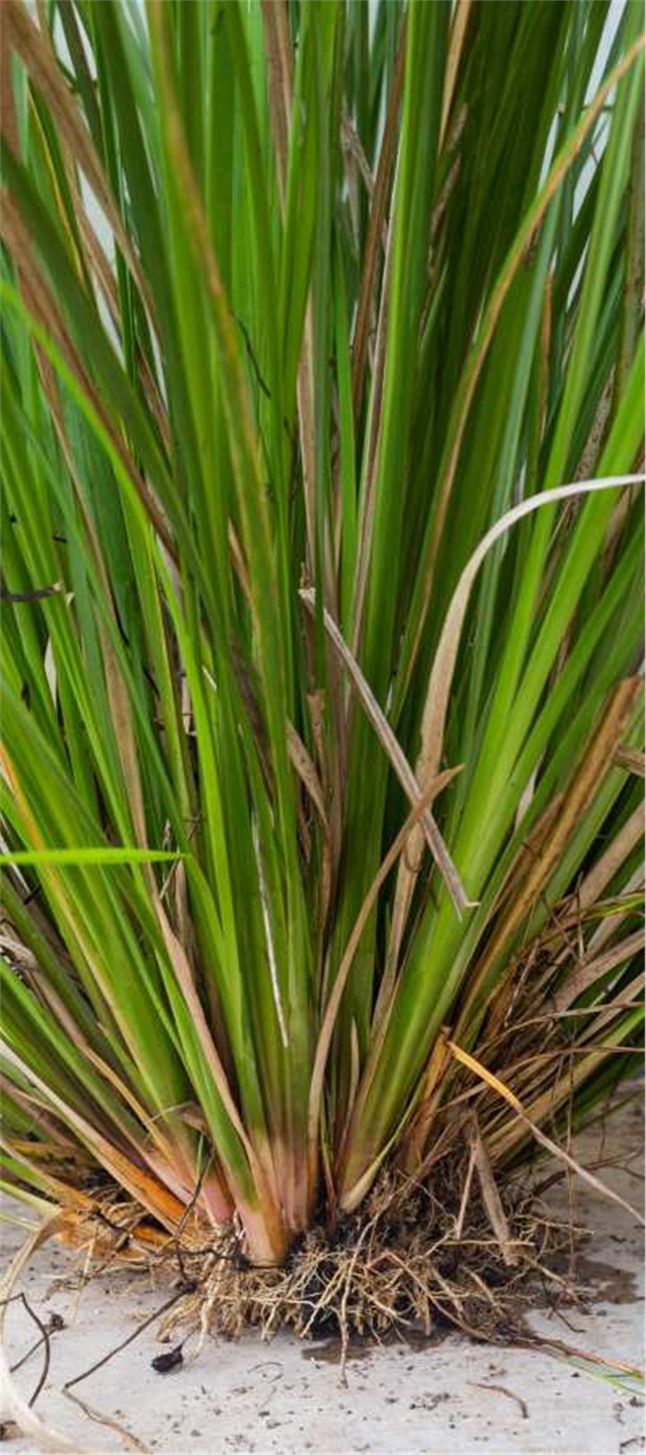 VETIVER OIL, HAITI