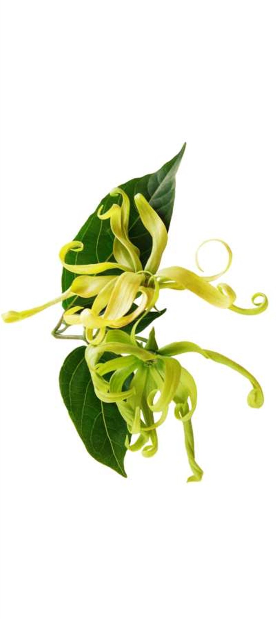 YLANG YLANG OIL, III