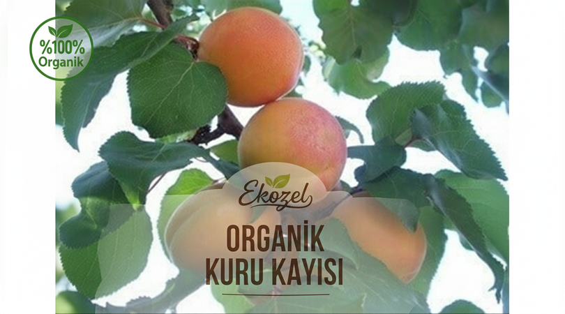 Organik Kayısı