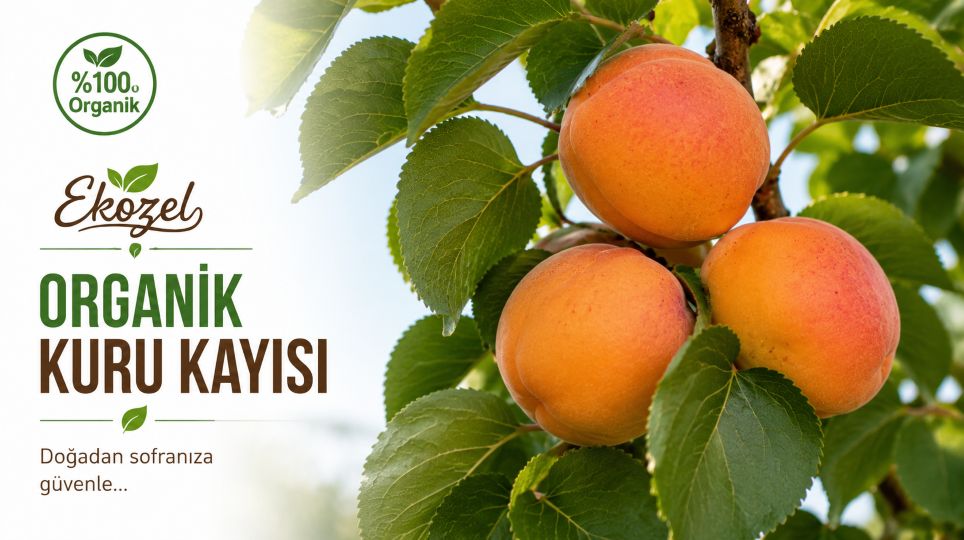 Organik Kayısı