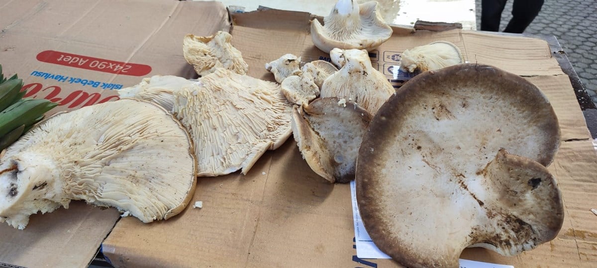 {KARAKOVAN PETEK BALI}