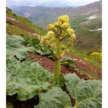 {KARAKOVAN PETEK BALI}