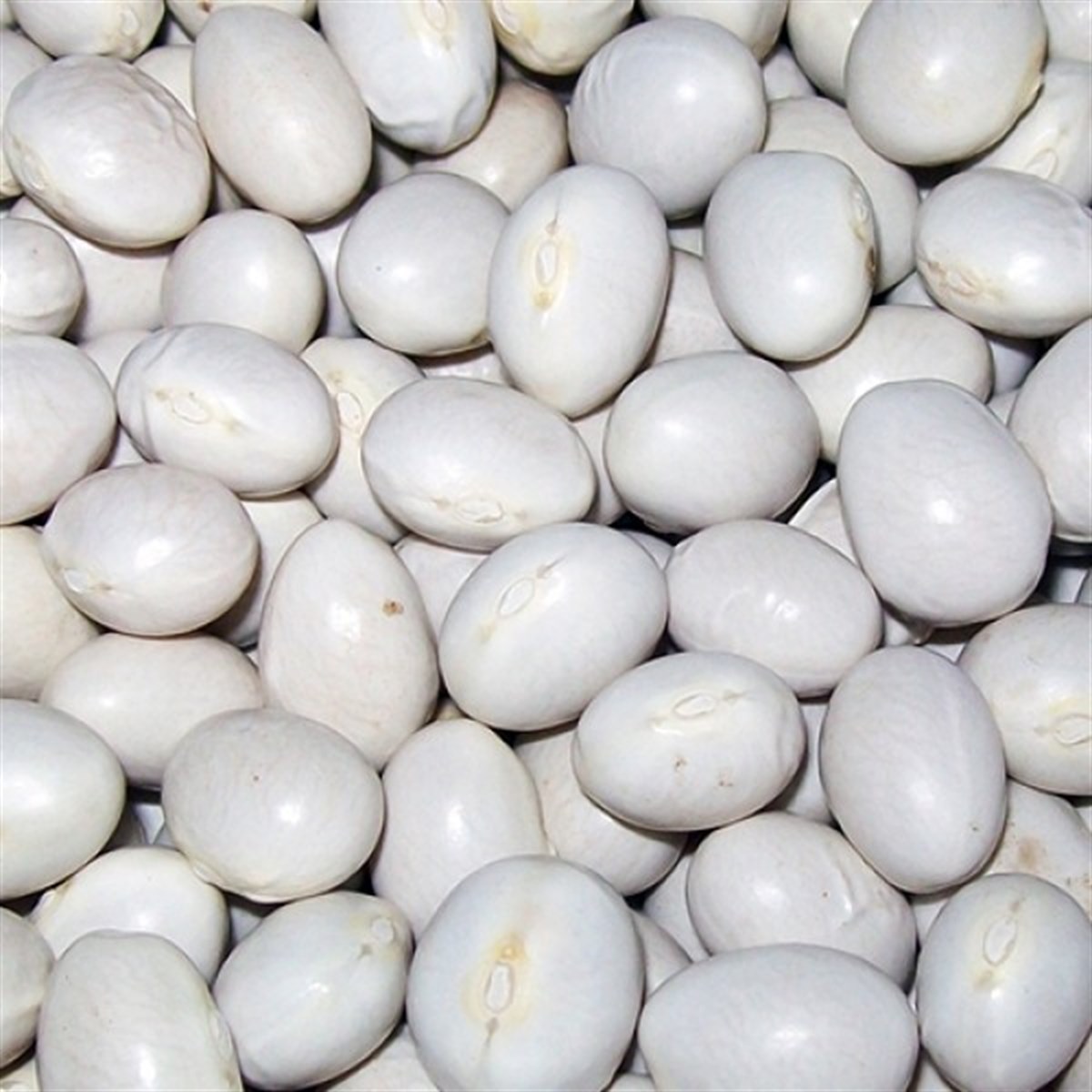 {KARAKOVAN PETEK BALI}