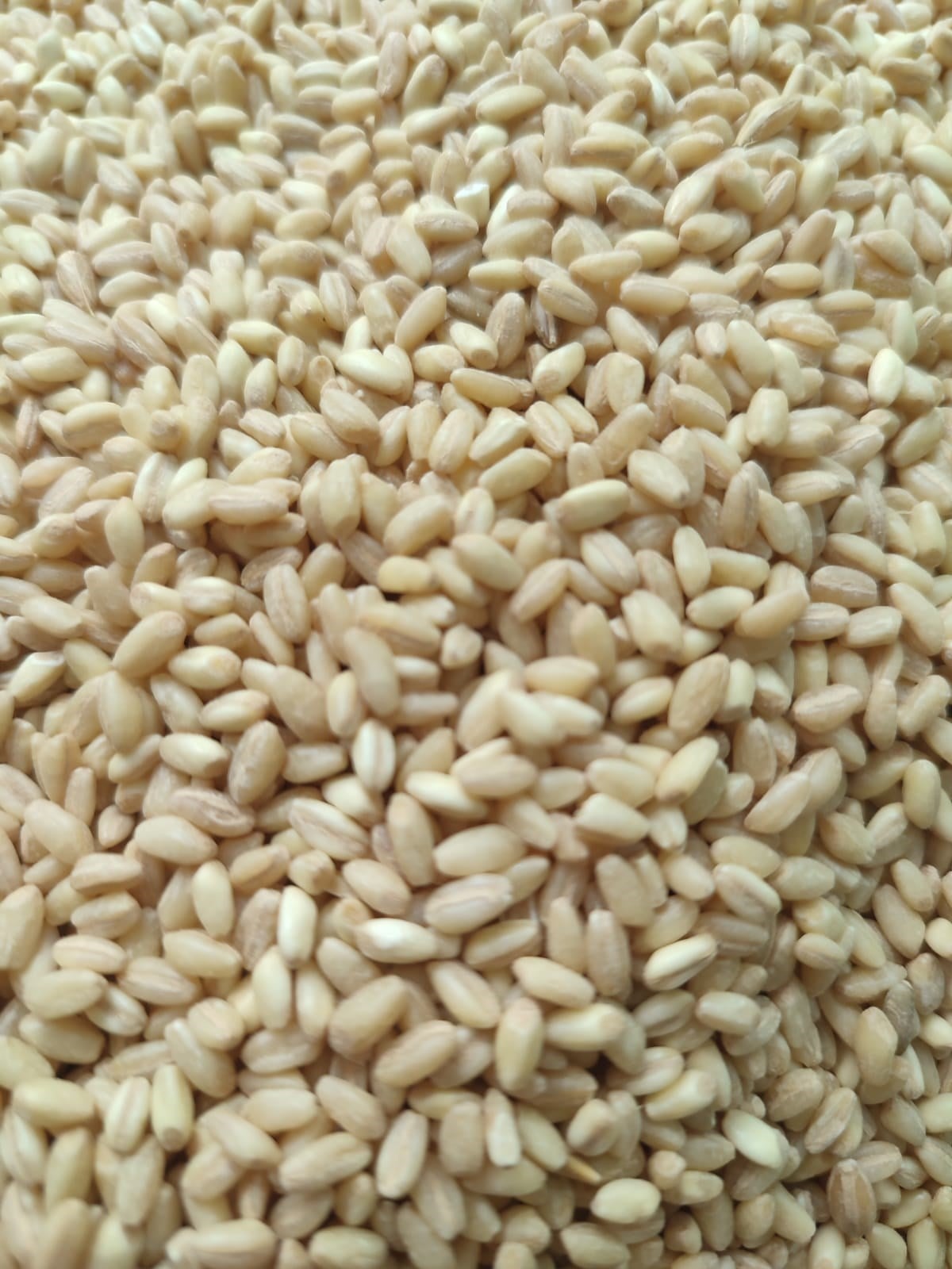 DÖVME BUĞDAY (AŞURE) 3 KG