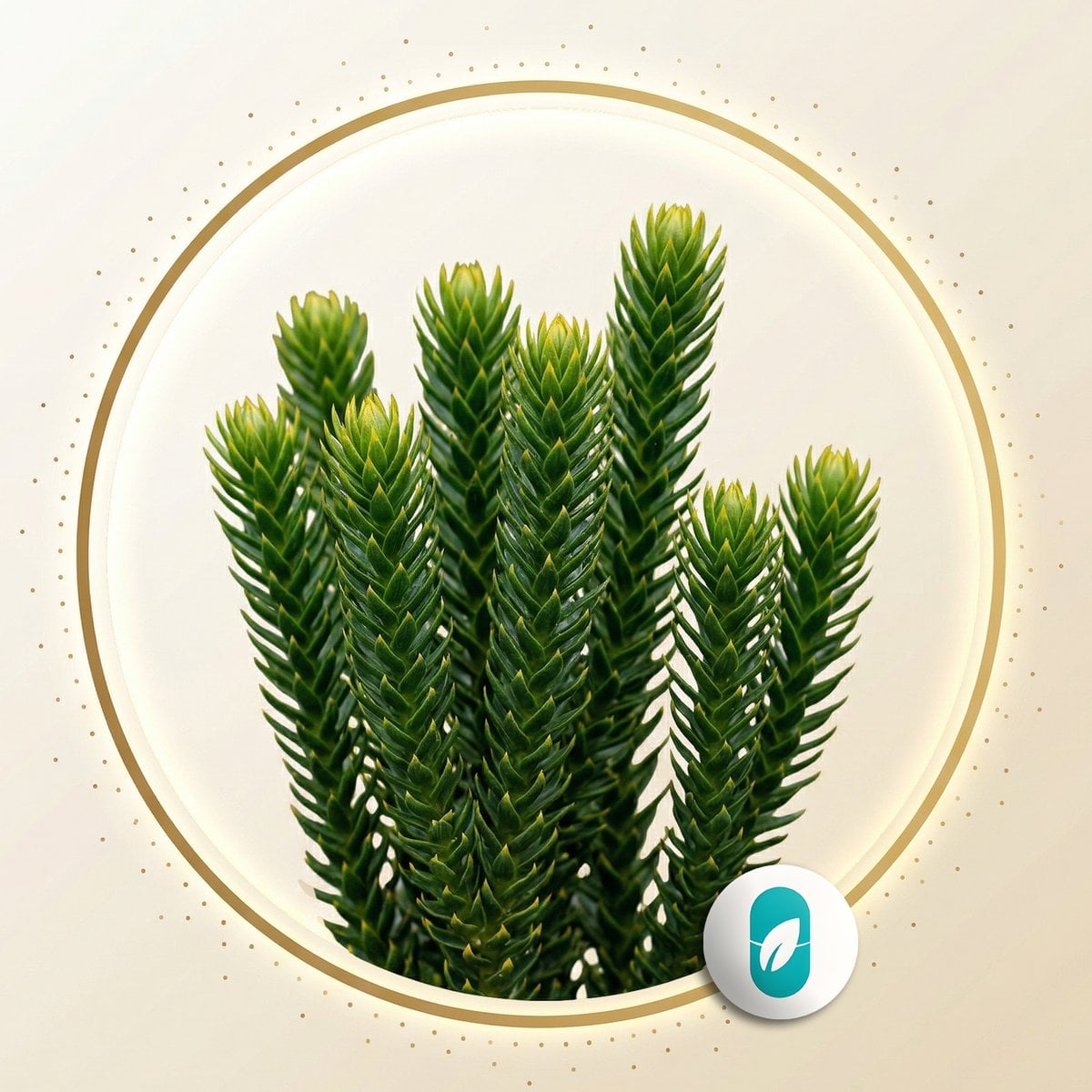 Huperzin A (Huperzia serrata)