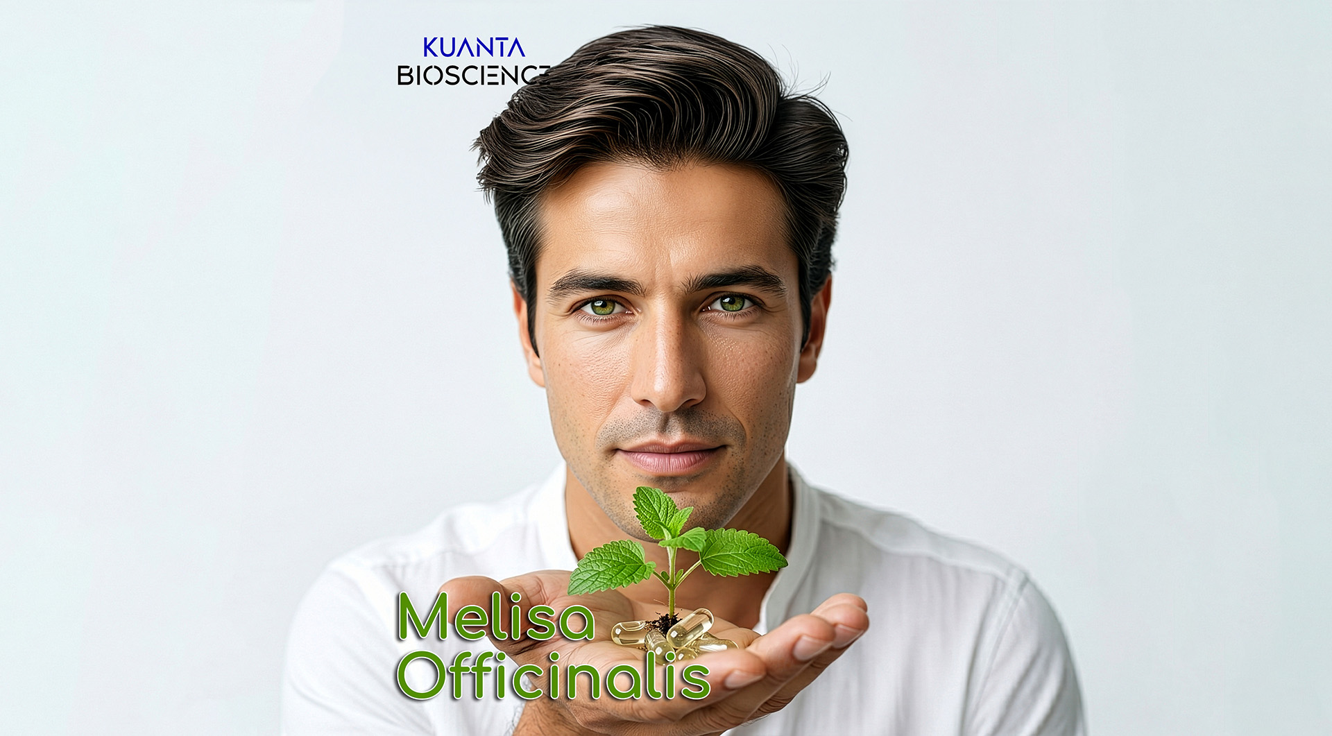 Melissa officinalis