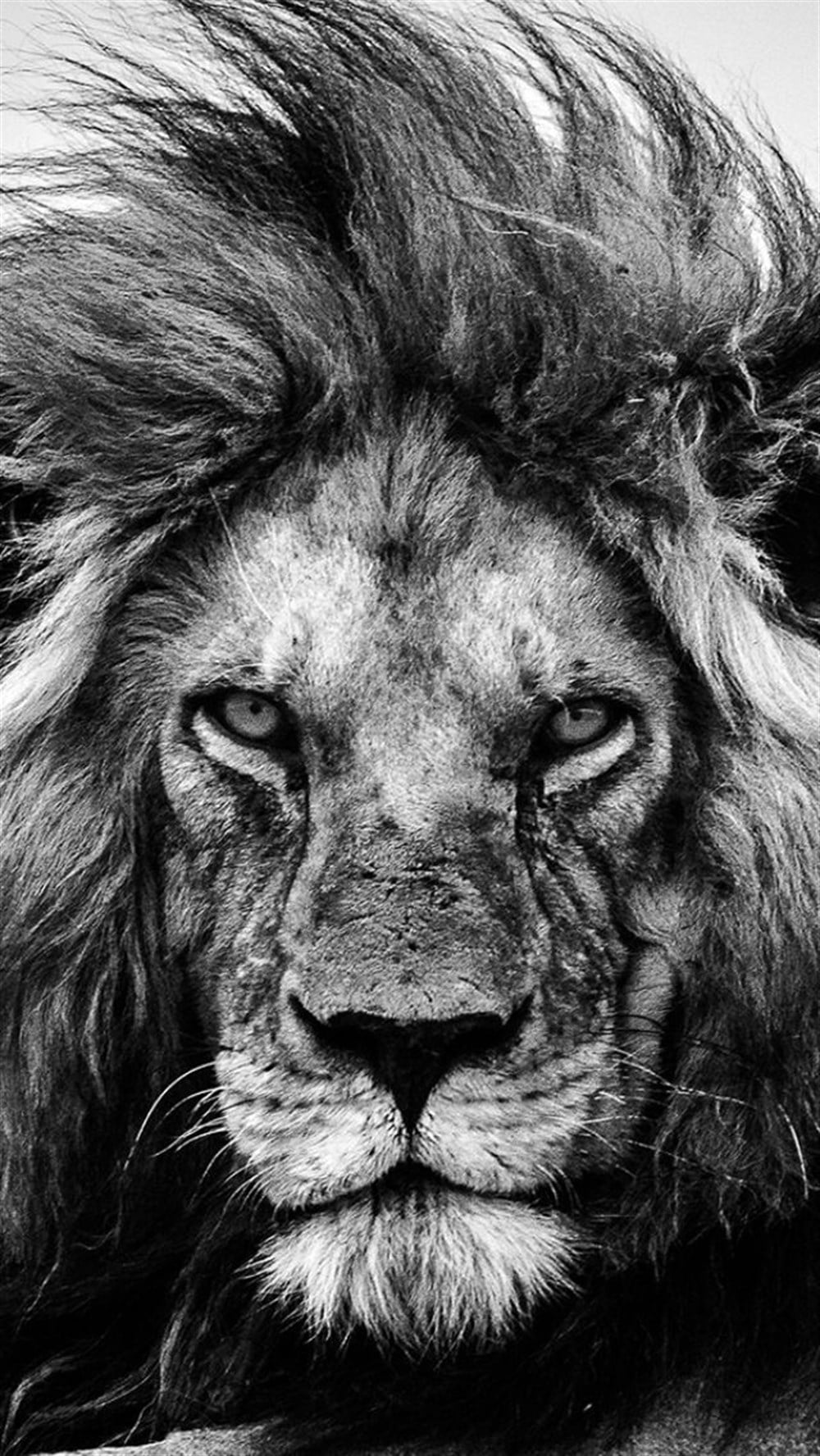 Aslan Elmas Mozaik Tablo 30x56cm