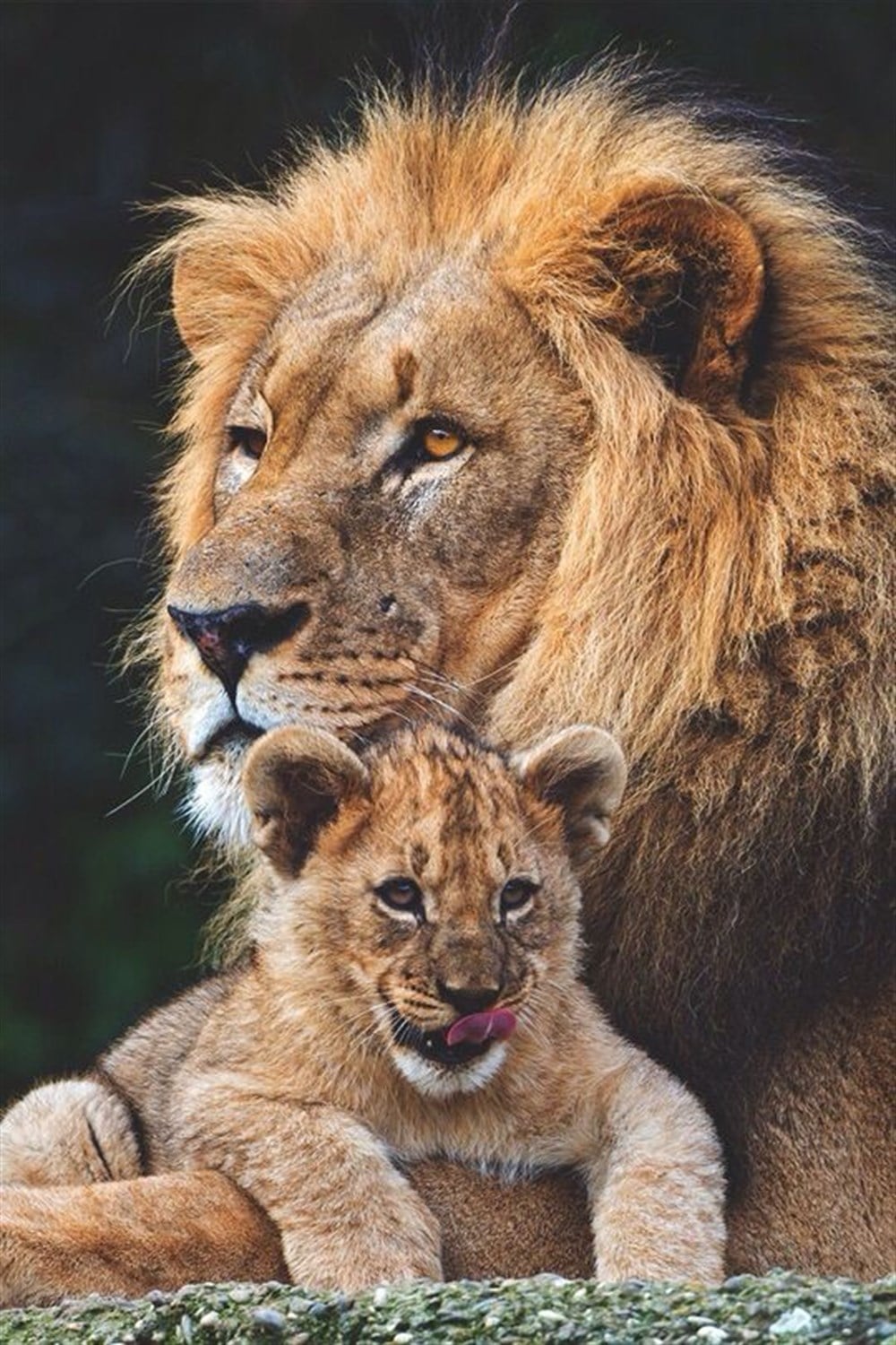 Aslan ve Yavrusu Elmas Mozaik Tablo 36x53cm
