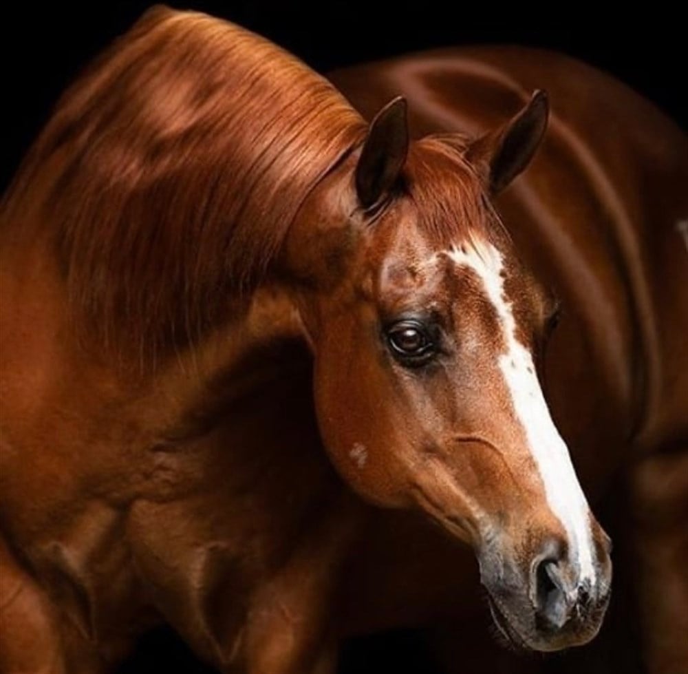 CANLILARMarcel Sanat Elmas Mozaik Tablo & Diamond Painting TurkeyM20174176Kahverengi At Marcel Sanat Elmas Mozaik Tablo 51x51cm