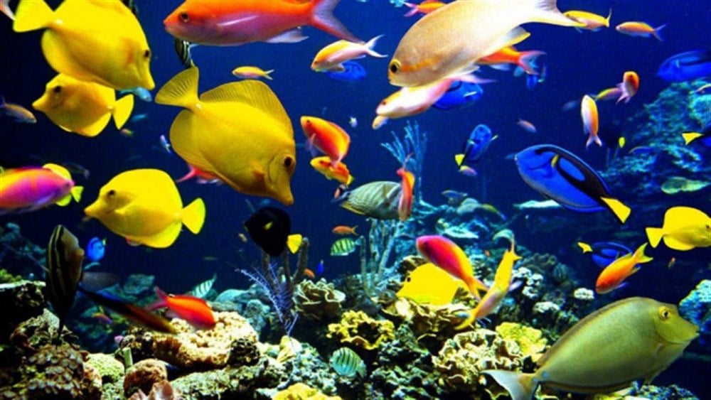 CANLIMarcel Sanat Elmas Mozaik Tablo & Diamond Painting TurkeyM20174328Renkli Balıklar Marcel Sanat Elmas Mozaik Tablo 64x51cm