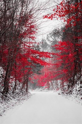 Marcel Sanat Kar Serisi Karlı Ormanda Kırmızı Çiçekli Ağaçlar Elmas Mozaik Tablo 36x56cm