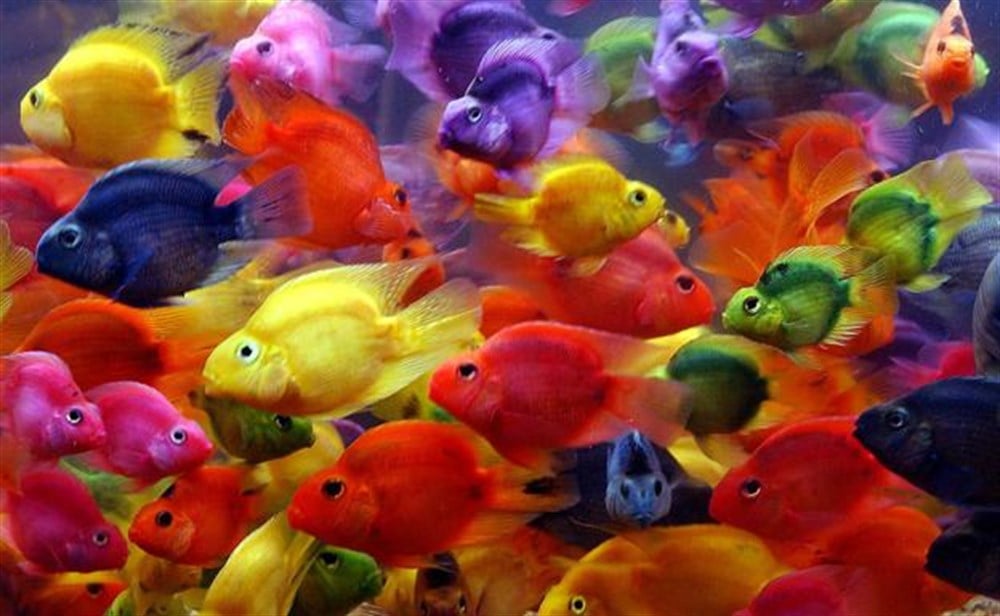 CANLIMarcel Sanat Elmas Mozaik Tablo & Diamond Painting TurkeyM20174330Rengarenk Balıklar Marcel Sanat Elmas Mozaik Tablo 81X51cm