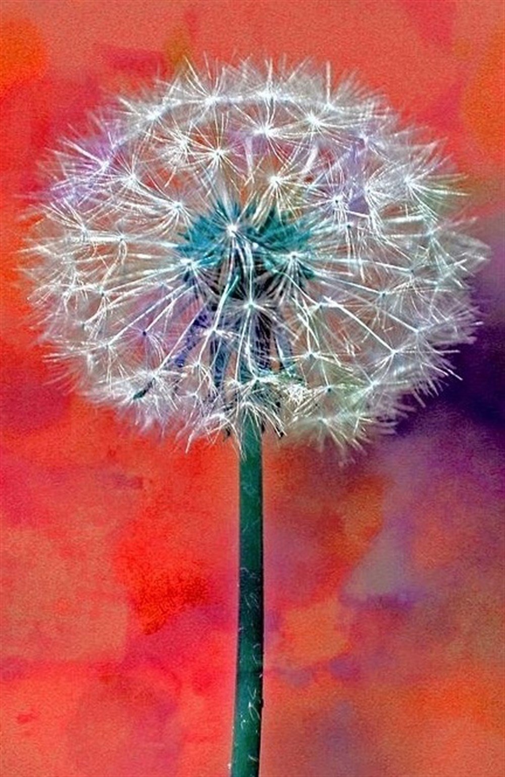 ÇİÇEK-AĞAÇMarcel Sanat Elmas Mozaik Tablo & Diamond Painting TurkeyM2074163Karahindiba Marcel Sanat Elmas Mozaik Tablo 36X56cm