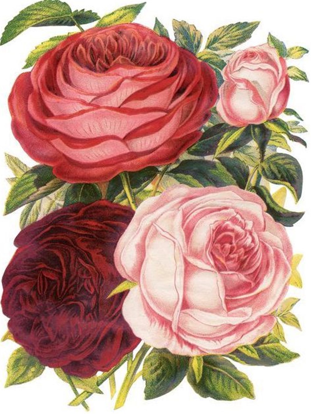 ÇİÇEKMarcel Sanat Elmas Mozaik Tablo & Diamond Painting TurkeyM20174351Kokulu Güller Marcel Sanat Elmas Mozaik Tablo 33X43cm