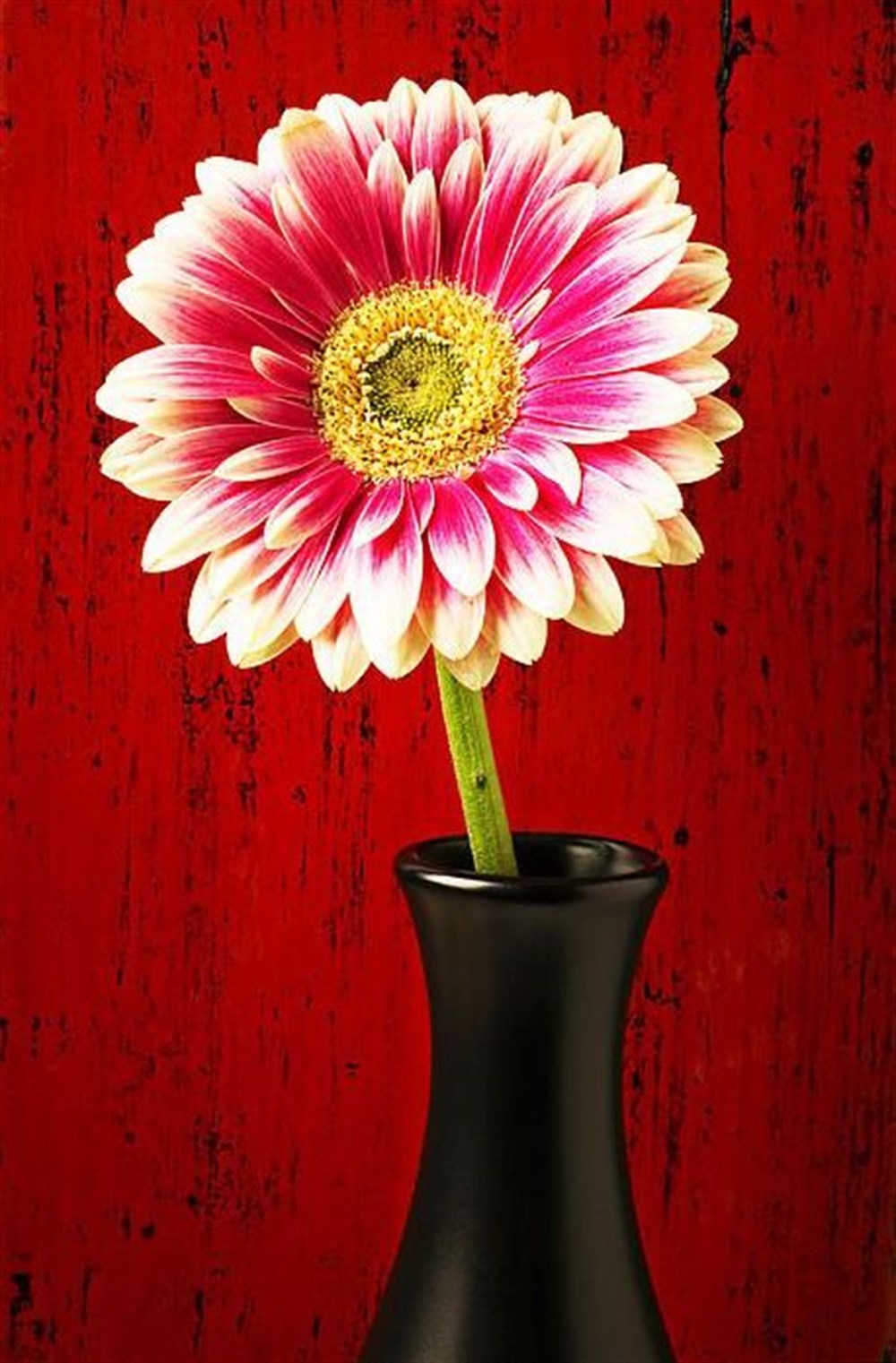 ÇİÇEKMarcel Sanat Elmas Mozaik Tablo & Diamond Painting TurkeyM20176578Siyah Vazodaki Pembe Çiçek Marcel Sanat Elmas Mozaik Tablo 51X76cm