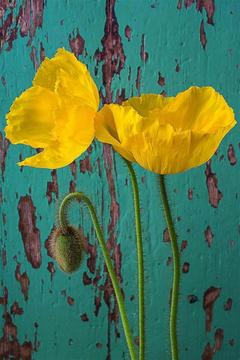 ÇİÇEKMarcel Sanat Elmas Mozaik Tablo & Diamond Painting TurkeyM20176568Yeşil Fondaki Sarı Çiçekler Marcel Sanat Elmas Mozaik Tablo 38x56cm