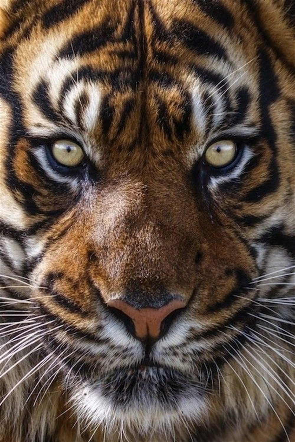 Kaplan Elmas Mozaik Tablo 30x46cm