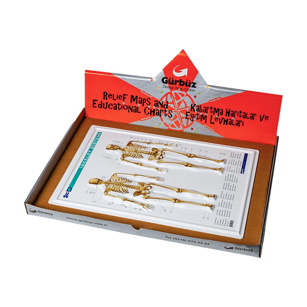 GÜRBÜZ 31010 ANATOMİ LEVHALARI KUT.35X50 50Lİ