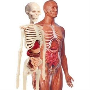 Clementoni İlk Keşiflerim İnsan Anatomisi 64297