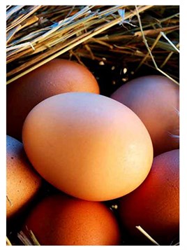 Gezen Tavuk Yumurtası 30 Adet