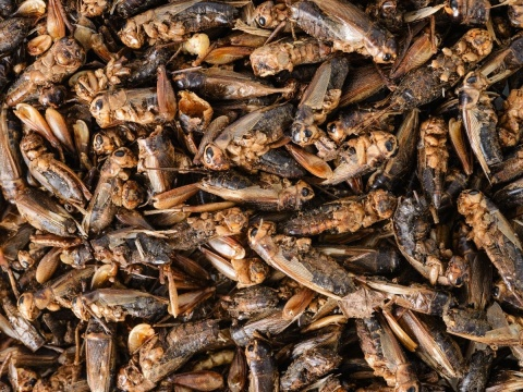 Tropical Crickets 250ml/25G