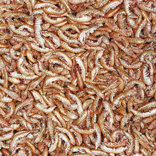 Tropical Gammarus 250ml/30Gr Kaplumbağa Yemi