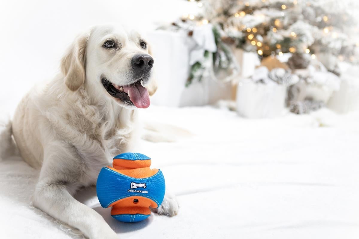 Chuckit! Giggle Kick Fetch Sesli Köpek Oyuncağı