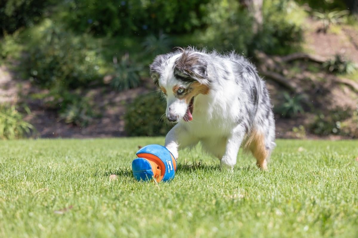 Chuckit! Giggle Kick Fetch Sesli Köpek Oyuncağı