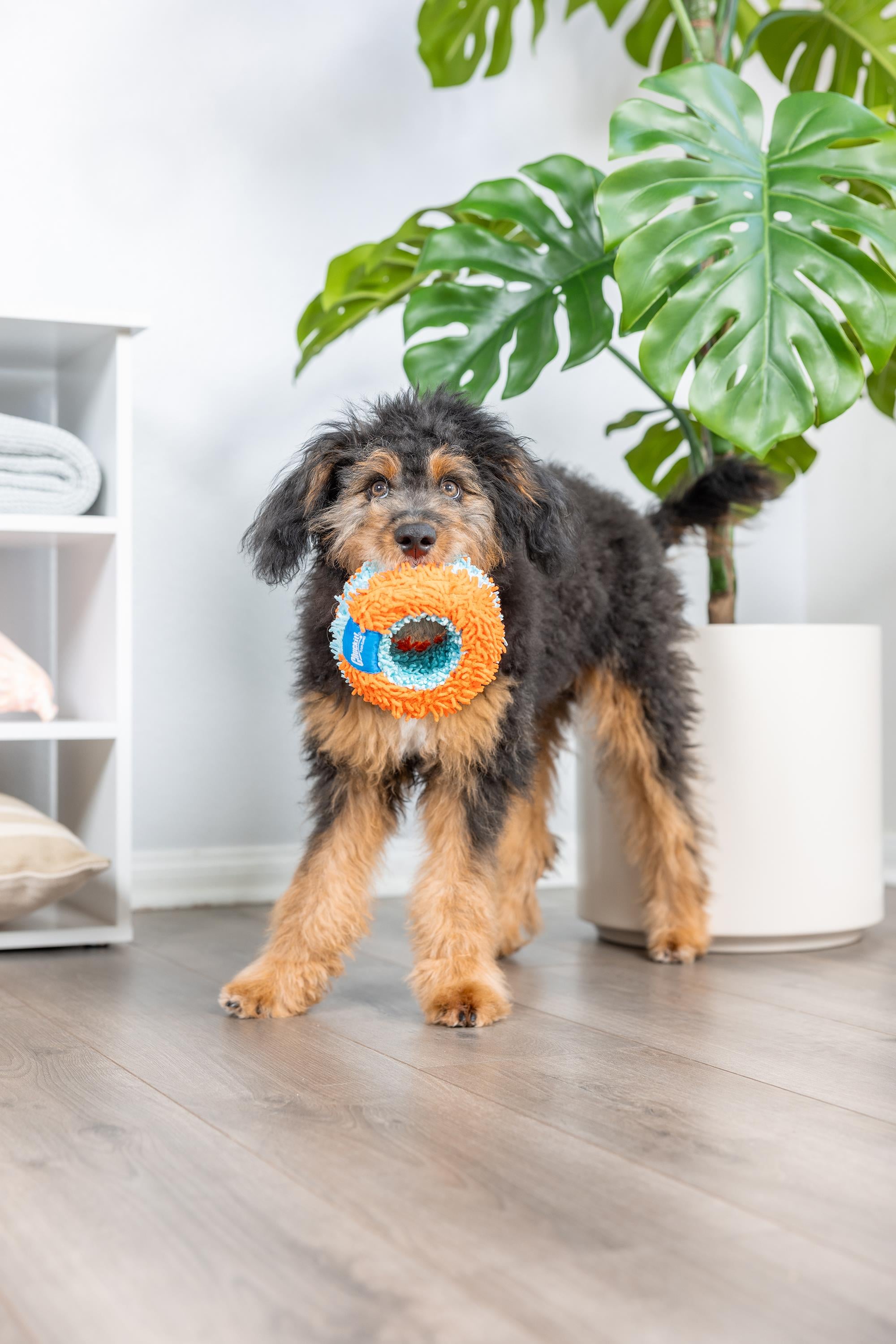 Chuckit! Indoor Roller Eve Özel Yumuşak Köpek Oyuncağı