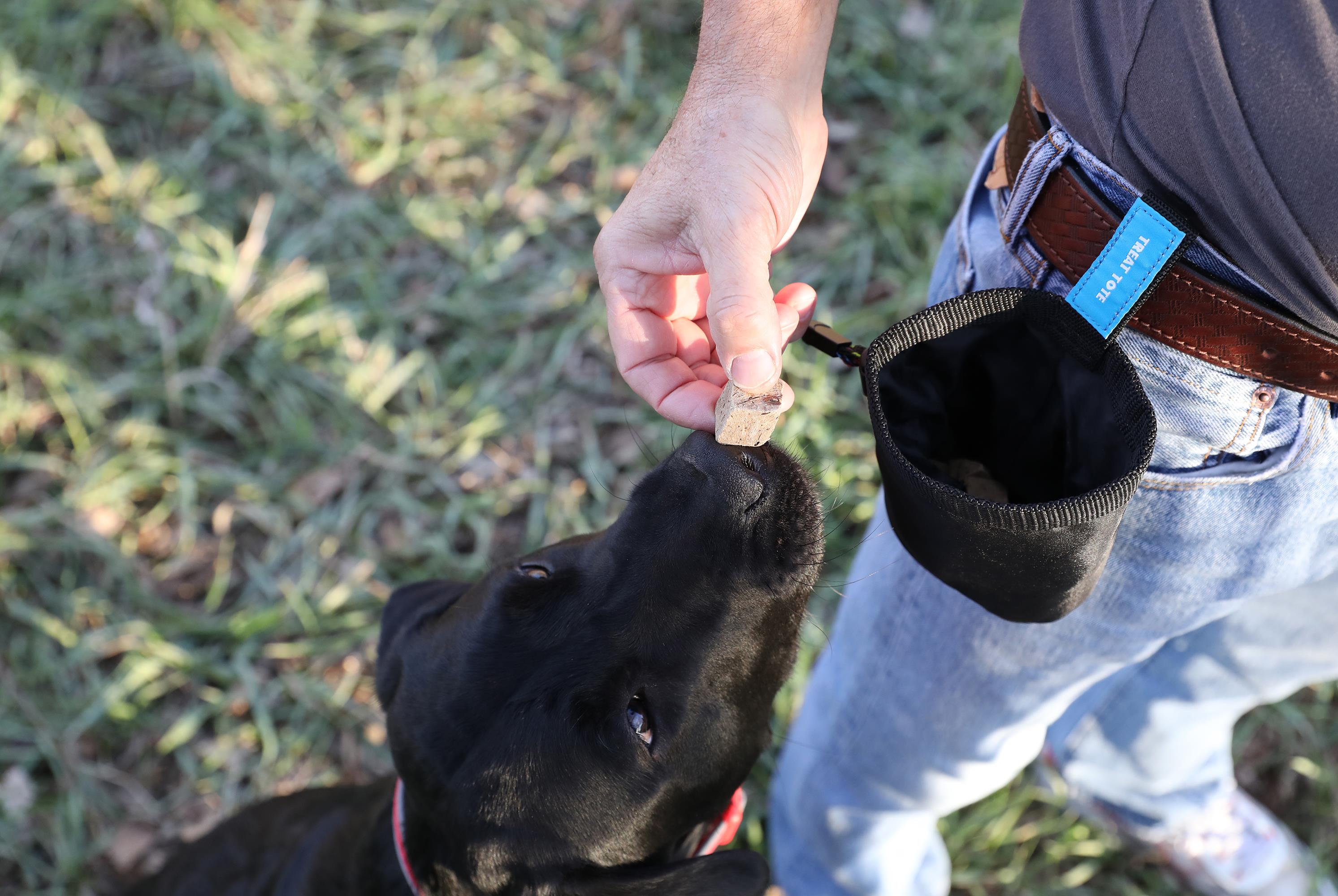 Chuckit! Köpek Ödül Taşıma Çantası