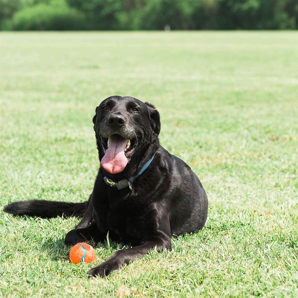 Chuckit! Tenis Köpek Oyun Topu (Büyük Boy)